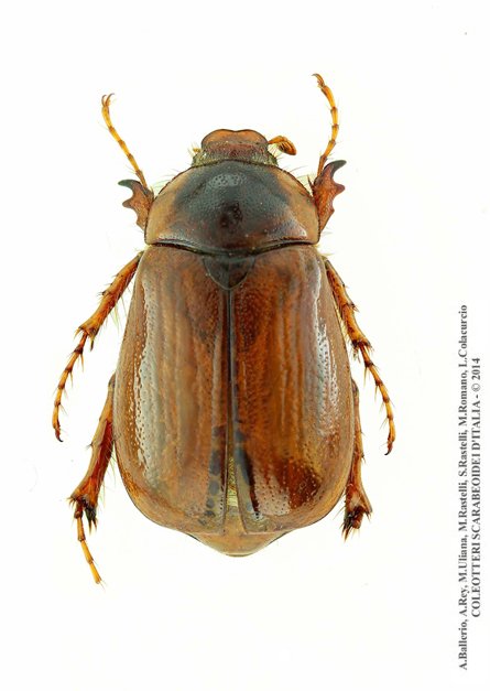 Geotrogus genei